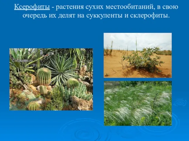 Ксерофиты - растения сухих местообитаний, в свою очередь их делят на суккуленты и склерофиты.