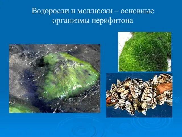 Водоросли и моллюски – основные организмы перифитона
