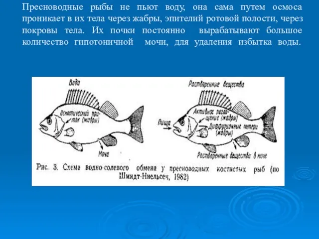 Пресноводные рыбы не пьют воду, она сама путем осмоса проникает в их тела