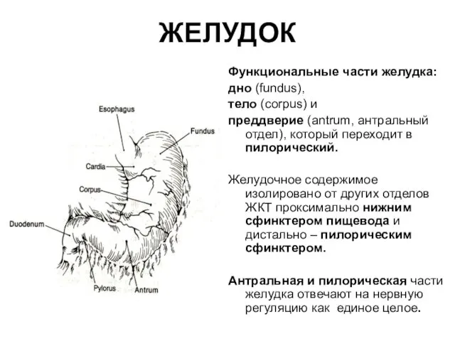 ЖЕЛУДОК Функциональные части желудка: дно (fundus), тело (corpus) и преддверие (antrum, антральный отдел),