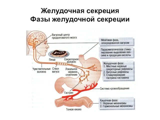 Желудочная секреция Фазы желудочной секреции