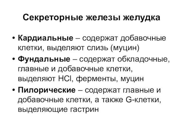 Секреторные железы желудка Кардиальные – содержат добавочные клетки, выделяют слизь (муцин) Фундальные –