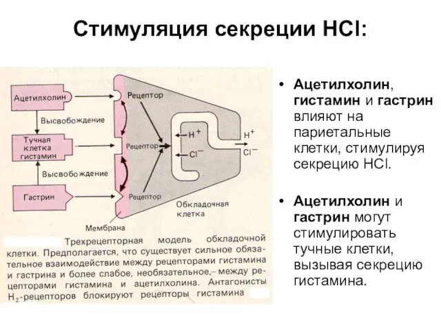 Стимуляция секреции HCl: Ацетилхолин, гистамин и гастрин влияют на париетальные клетки, стимулируя секрецию