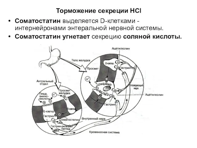 Торможение секреции HCl Соматостатин выделяется D-клетками - интернейронами энтеральной нервной системы. Соматостатин угнетает секрецию соляной кислоты.