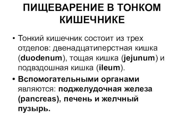 ПИЩЕВАРЕНИЕ В ТОНКОМ КИШЕЧНИКЕ Тонкий кишечник состоит из трех отделов: двенадцатиперстная кишка (duodenum),