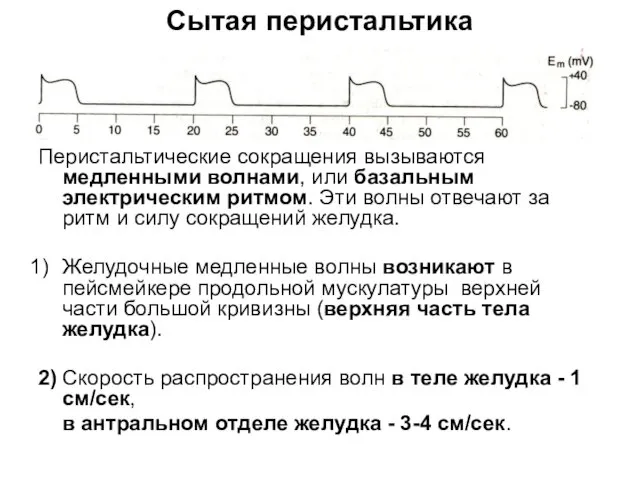 Сытая перистальтика Перистальтические сокращения вызываются медленными волнами, или базальным электрическим ритмом. Эти волны