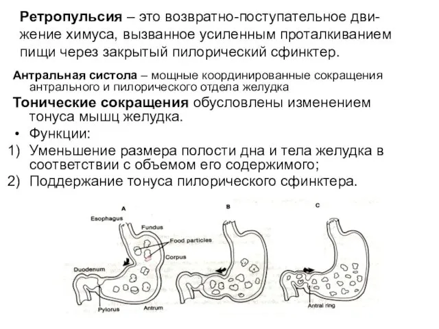 Антральная систола – мощные координированные сокращения антрального и пилорического отдела желудка Тонические сокращения