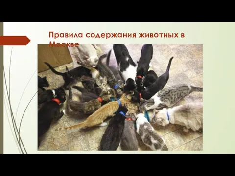 Правила содержания животных в Москве