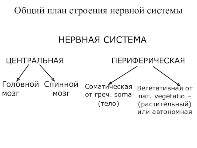 Общий план строения нервной системы ЦЕНТРАЛЬНАЯ Головной мозг Спинной мозг