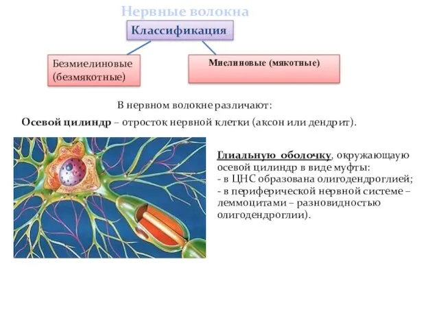 Классификация Безмиелиновые (безмякотные) Миелиновые (мякотные) Нервные волокна В нервном волокне различают: Осевой цилиндр