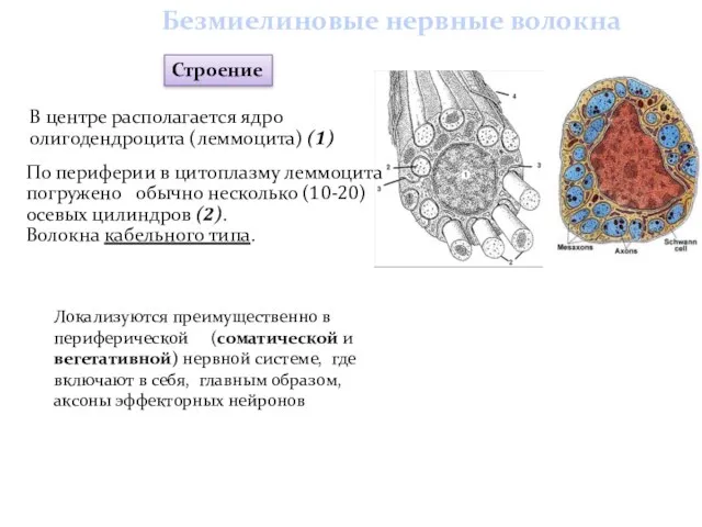 По периферии в цитоплазму леммоцита погружено обычно несколько (10-20) осевых цилиндров (2). Волокна