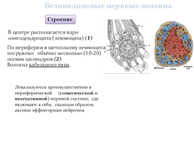 По периферии в цитоплазму леммоцита погружено обычно несколько (10-20) осевых