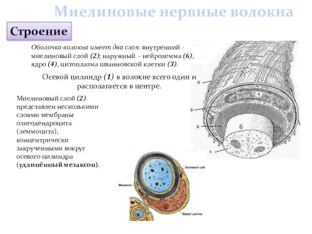 Оболочка волокна имеет два слоя: внутренний - миелиновый слой (2);