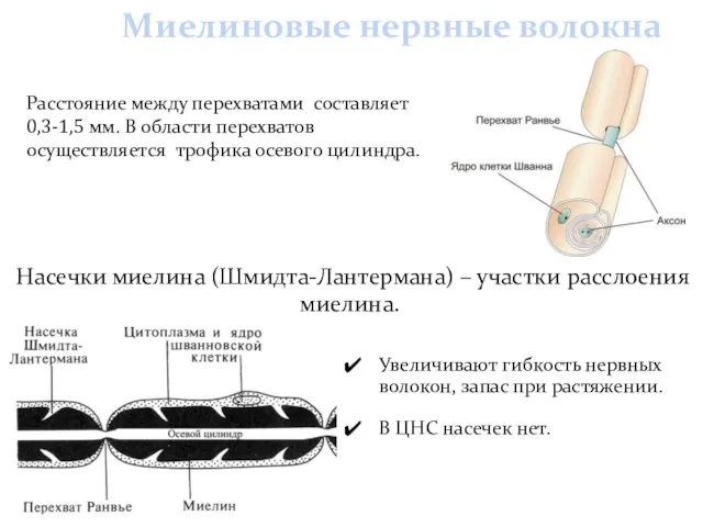 Миелиновые нервные волокна Увеличивают гибкость нервных волокон, запас при растяжении.