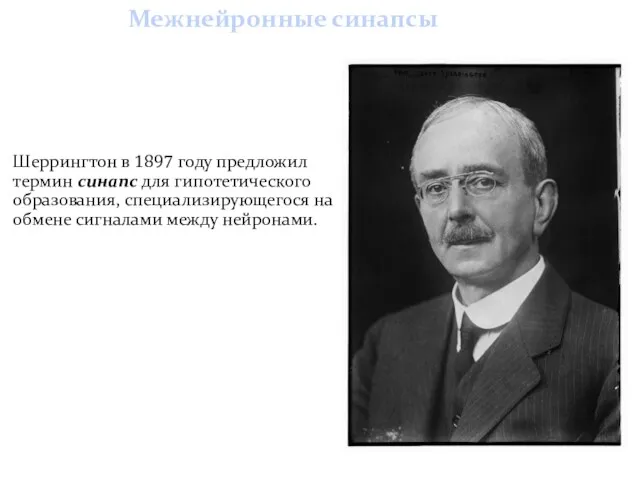 Межнейронные синапсы Шеррингтон в 1897 году предложил термин синапс для гипотетического образования, специализирующегося