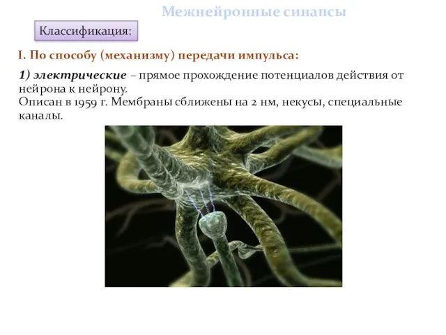 1) электрические – прямое прохождение потенциалов действия от нейрона к нейрону. Описан в