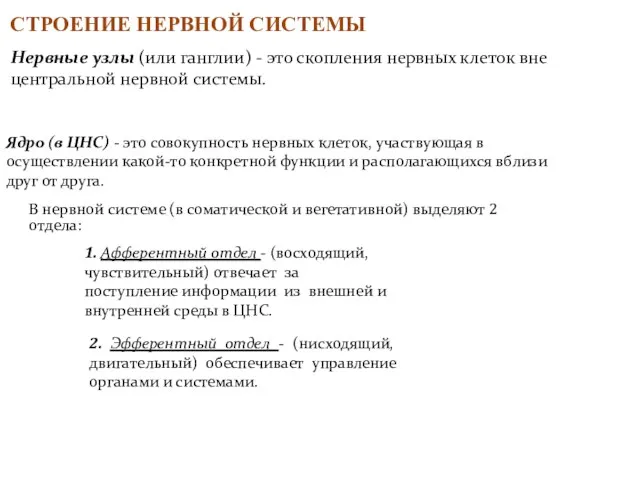 СТРОЕНИЕ НЕРВНОЙ СИСТЕМЫ Нервные узлы (или ганглии) - это скопления нервных клеток вне