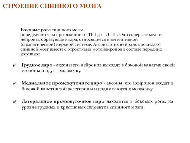 Боковые рога спинного мозга определяются на протяжении от Th I до L II-III.