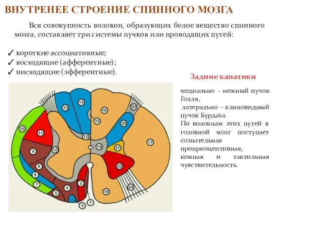 ВНУТРЕНЕЕ СТРОЕНИЕ СПИННОГО МОЗГА Вся совокупность волокон, образующих белое вещество