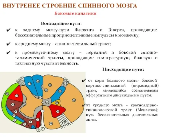 Восходящие пути: к заднему мозгу-пути Флексига и Говерса, проводящие бессознательные проприоцептивные импульсы к