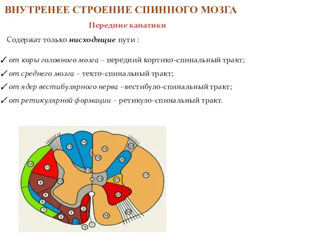 Содержат только нисходящие пути : от коры головного мозга – передний кортико-спинальный тракт;