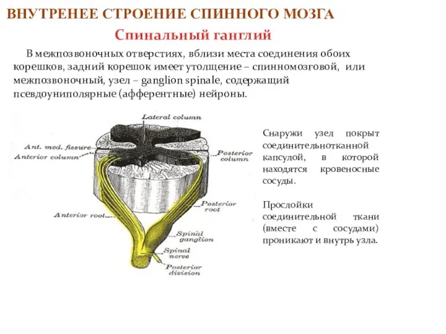 В межпозвоночных отверстиях, вблизи места соединения обоих корешков, задний корешок