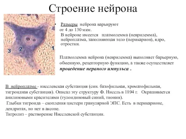 Строение нейрона Размеры нейрона варьируют от 4 до 130 мкм.