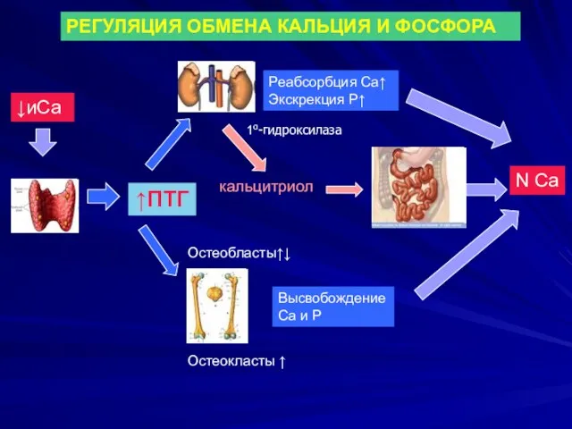 ↑ПТГ кальцитриол Остеокласты ↑ ↓иСа Реабсорбция Са↑ Экскрекция Р↑ Высвобождение