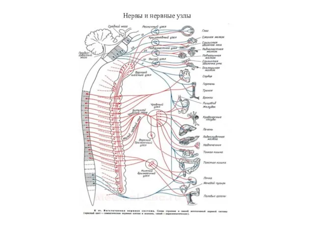 Нервы и нервные узлы