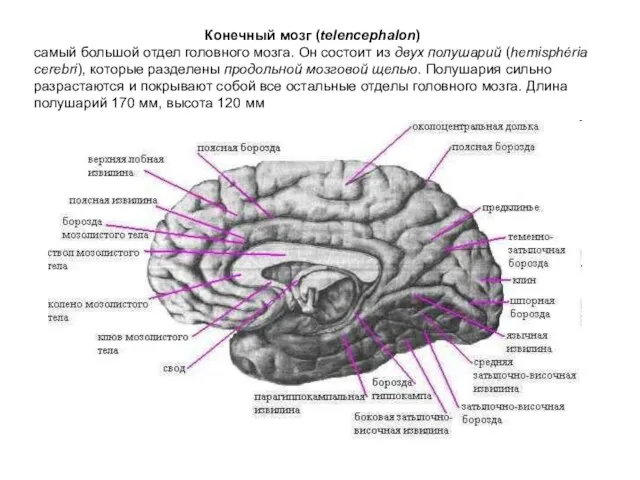 Конечный мозг (telencephalon) самый большой отдел головного мозга. Он состоит