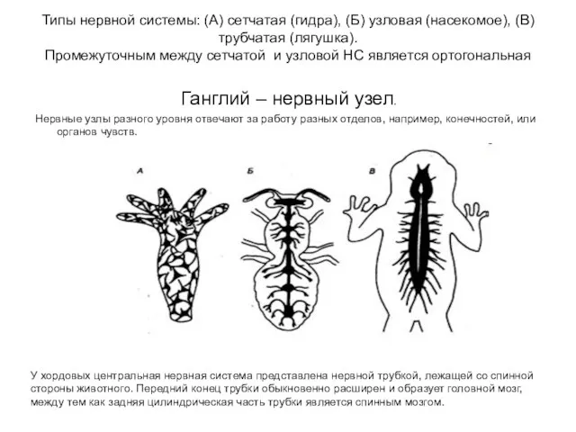 Типы нервной системы: (А) сетчатая (гидра), (Б) узловая (насекомое), (В)