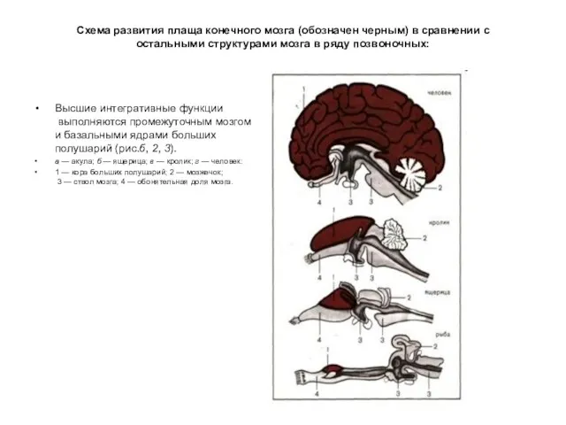 Схема развития плаща конечного мозга (обозначен черным) в сравнении с