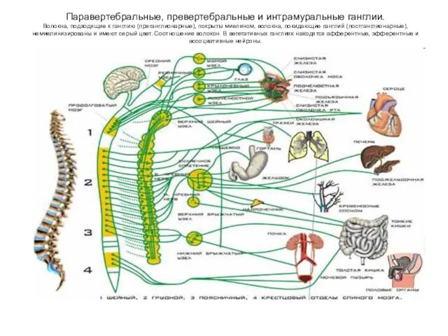 Паравертебральные, превертебральные и интрамуральные ганглии. Волокна, подходящие к ганглию (преганглионарные),