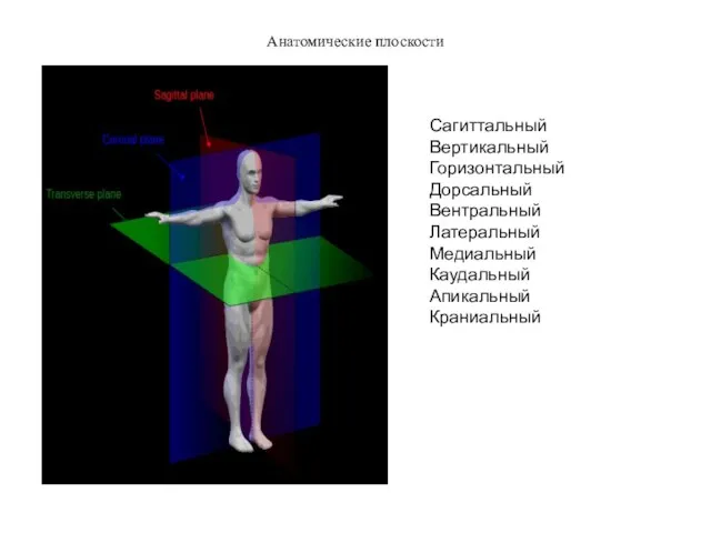 Анатомические плоскости Сагиттальный Вертикальный Горизонтальный Дорсальный Вентральный Латеральный Медиальный Каудальный Апикальный Краниальный