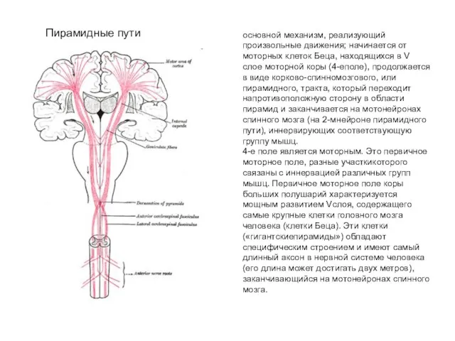 Пирамидные пути основной механизм, реализующий произвольные движения; начинается от моторных