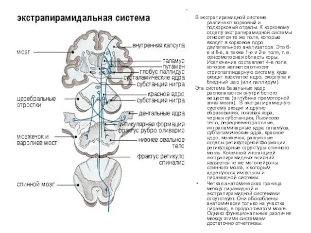 В экстрапирамидной системе различают корковый и подкорковый отделы. К корковому