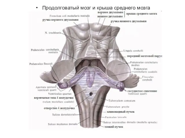 Продолговатый мозг и крыша среднего мозга