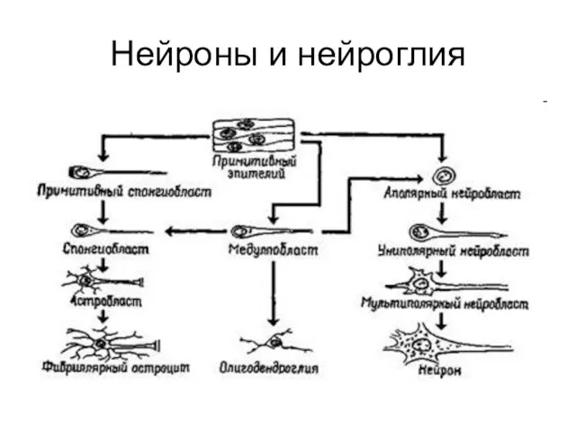 Нейроны и нейроглия