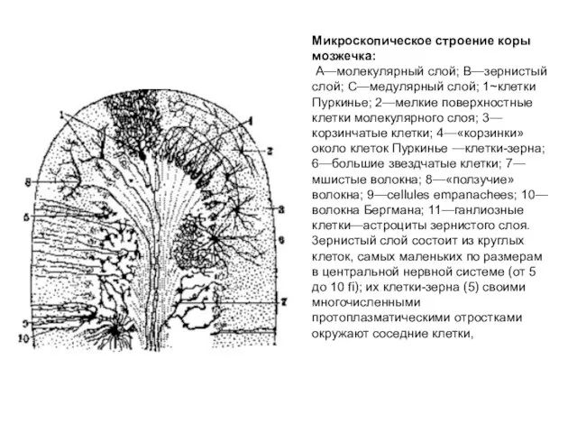 Микроскопическое строение коры мозжечка: А—молекулярный слой; В—зернистый слой; С—медулярный слой;