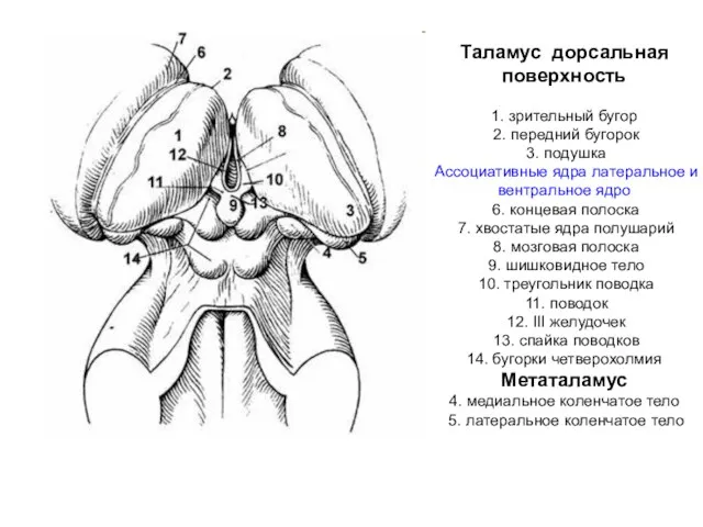 Таламус дорсальная поверхность 1. зрительный бугор 2. передний бугорок 3.