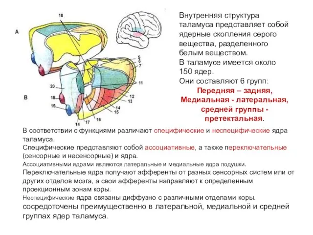 В соответствии с функциями различают специфические и неспецифические ядра таламуса.