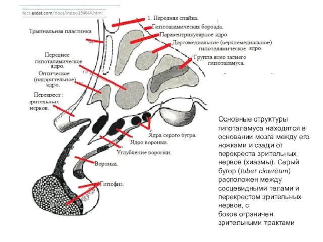Основные структуры гипоталамуса находятся в основании мозга между его ножками