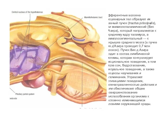 Эфферентные волокна сосцевидных тел образуют их главный пучок (tractus principalis),