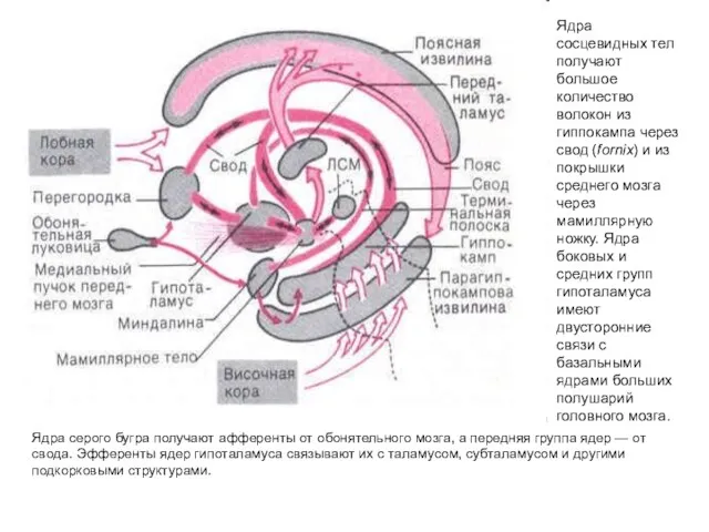 Ядра серого бугра получают афференты от обонятельного мозга, а передняя