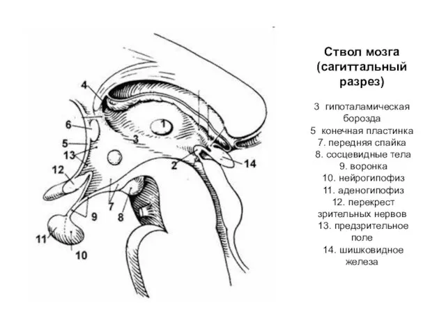 Ствол мозга (сагиттальный разрез) 3 гипоталамическая борозда 5 конечная пластинка