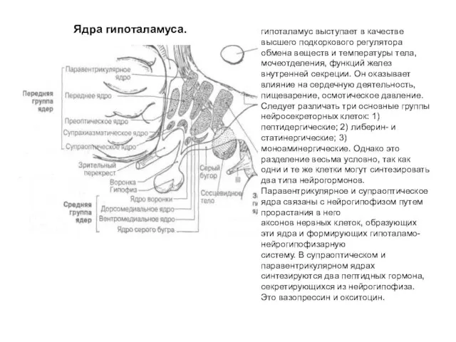 гипоталамус выступает в качестве высшего подкоркового регулятора обмена веществ и