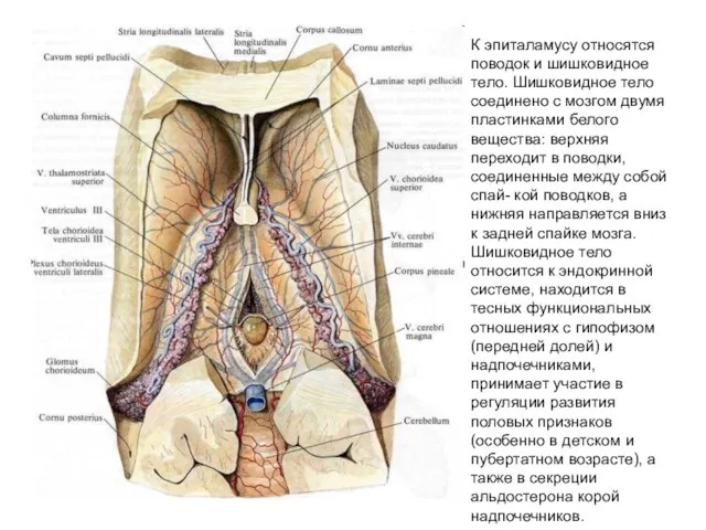 К эпиталамусу относятся поводок и шишковидное тело. Шишковидное тело соединено