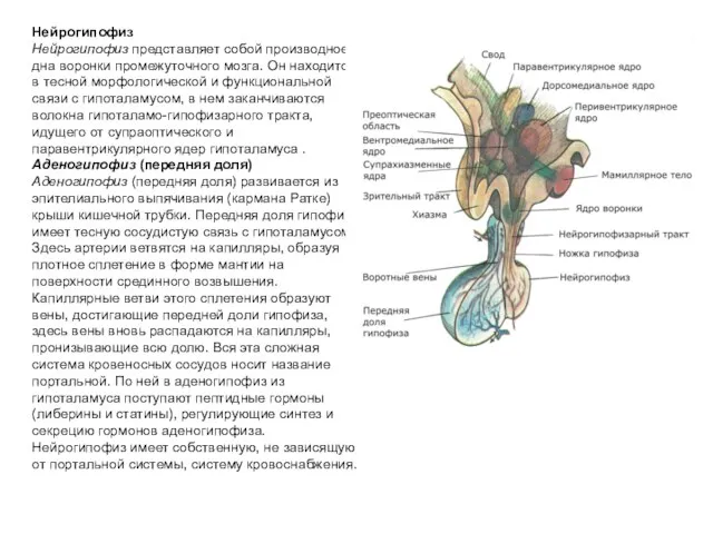 Нейрогипофиз Нейрогипофиз представляет собой производное дна воронки промежуточного мозга. Он