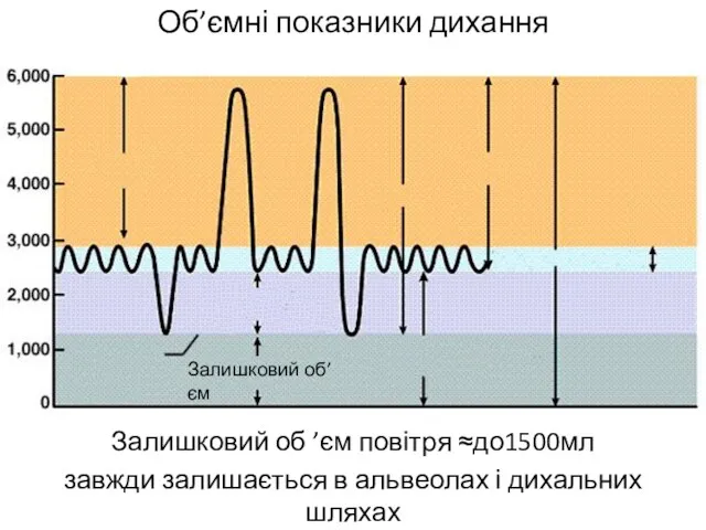 Об’ємні показники дихання Залишковий об ’єм повітря ≈до1500мл завжди залишається