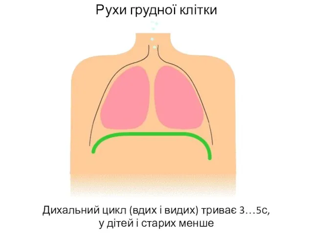 Рухи грудної клітки Дихальний цикл (вдих і видих) триває 3…5с, у дітей і старих менше